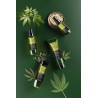 Champú Cannabis Green Lab di Oyster sensi-relax. Version Profesional